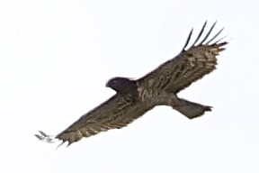 orlík krátkoprstý - ML647824820