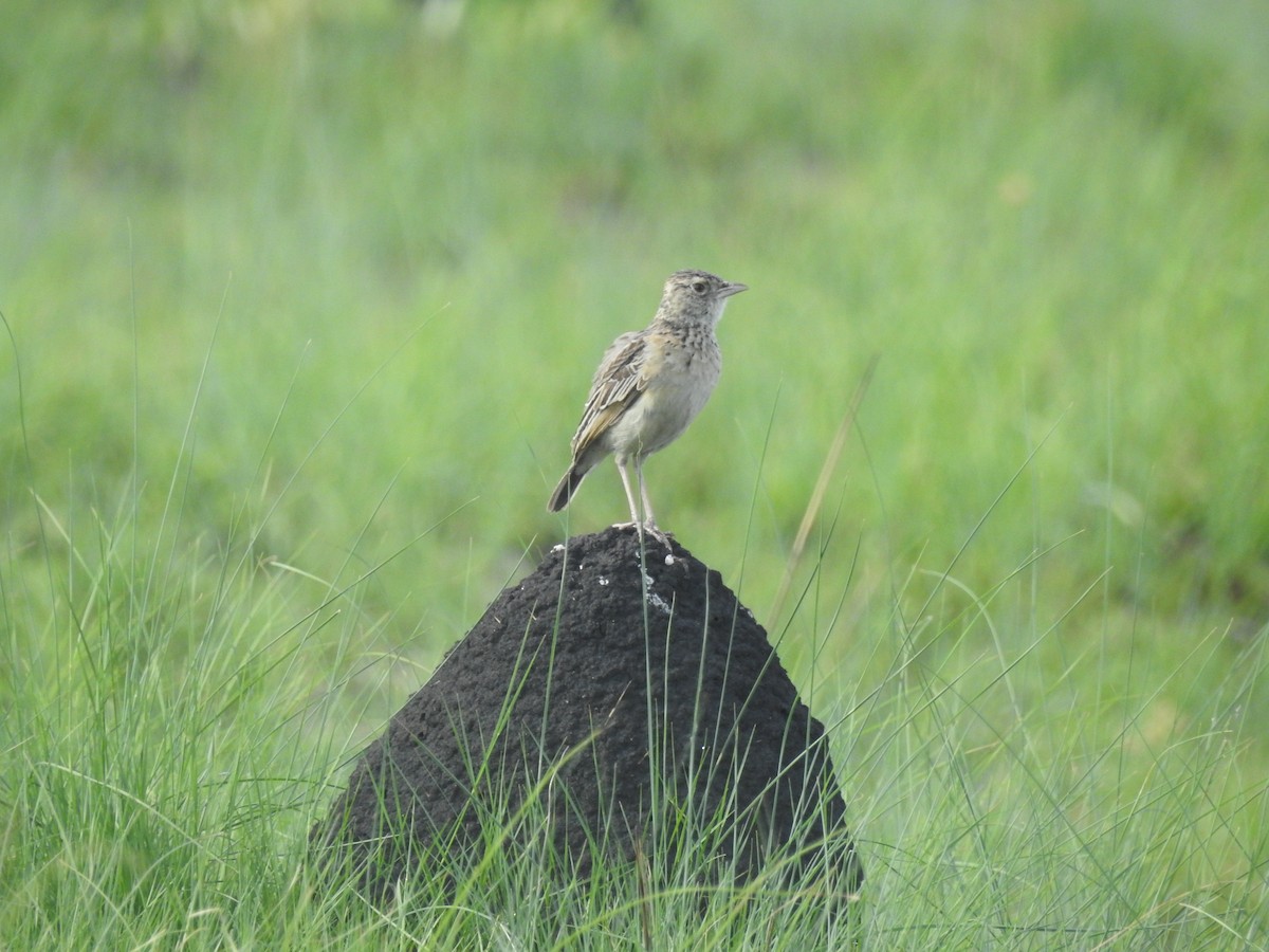 Rufous-naped Lark - ML647824835