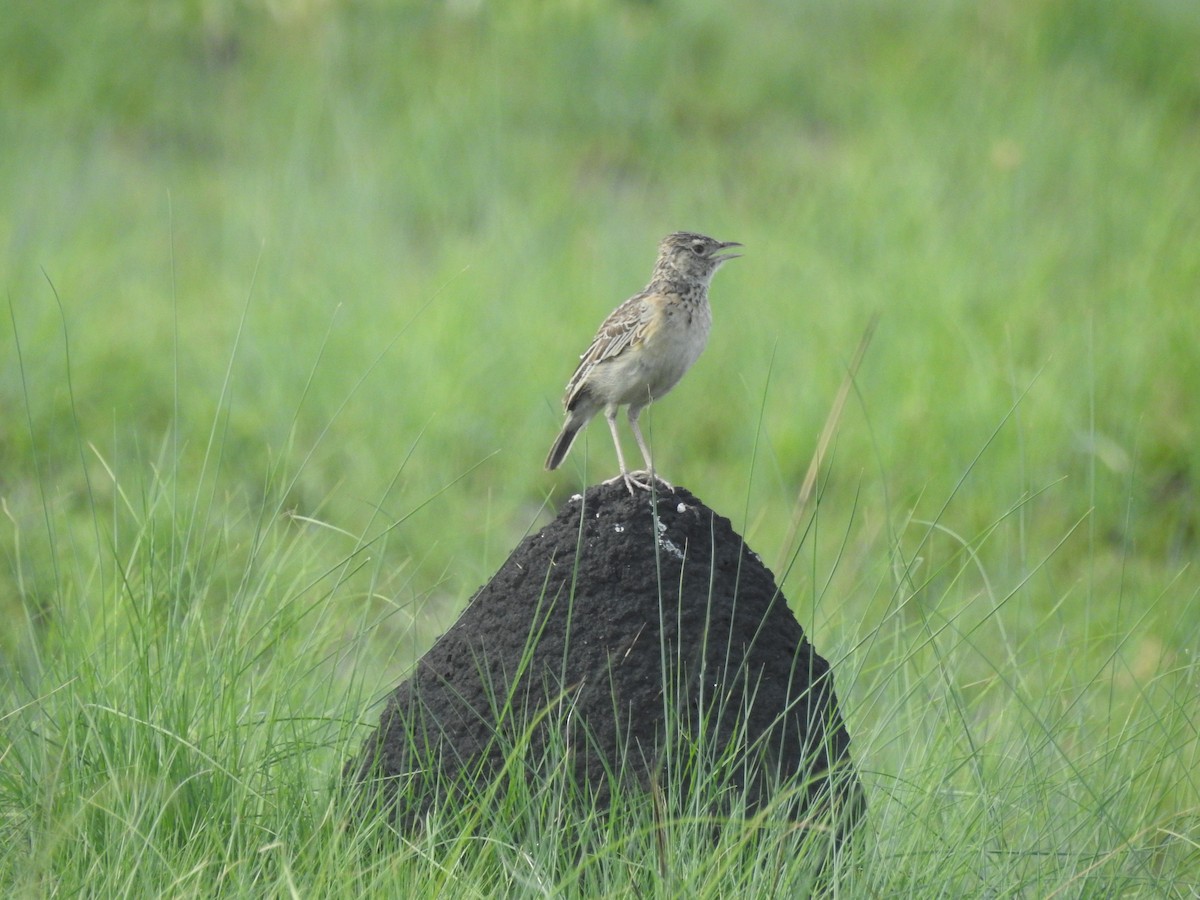 Rufous-naped Lark - ML647824846