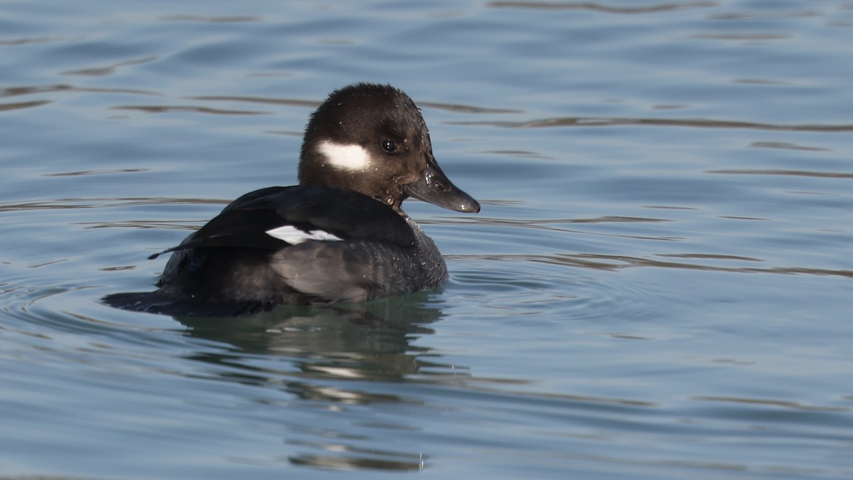 Гоголь-головастик - ML647824937