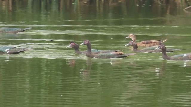 Pato Criollo x Ánade Azulón (híbrido) - ML647824975