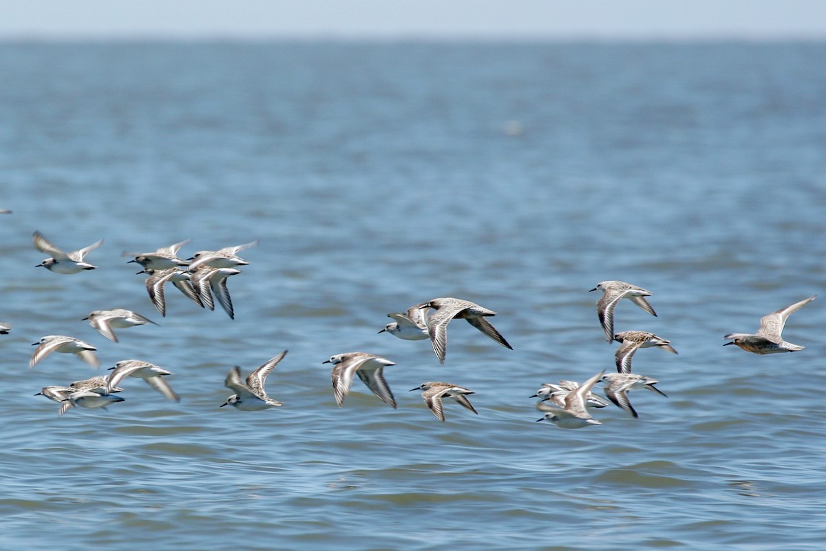 Исландский песочник - ML647824976