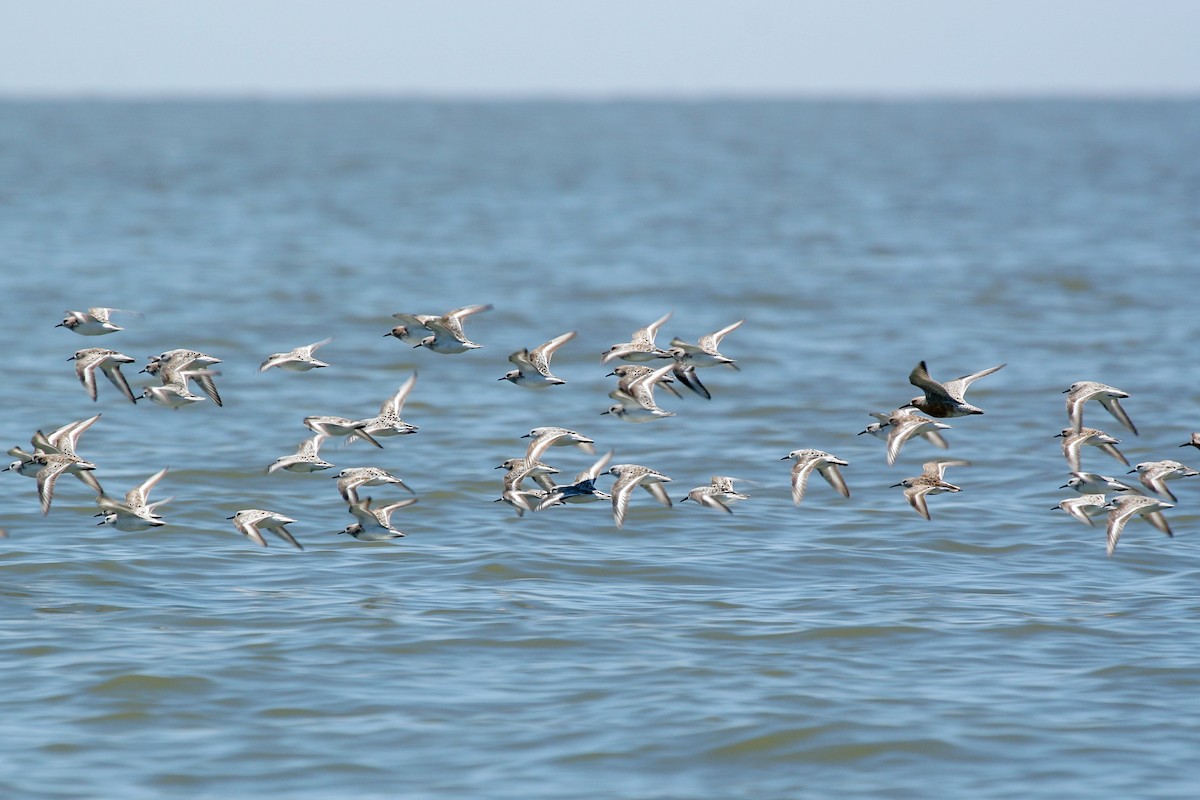 Исландский песочник - ML647824977