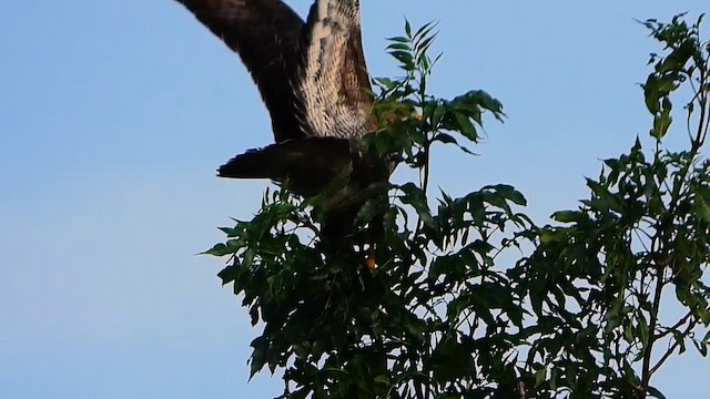 Busardo Ratonero - ML647824986