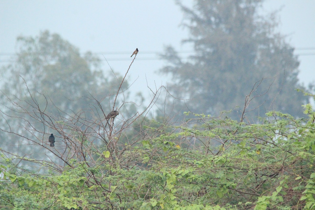 Red-vented Bulbul - ML647824997