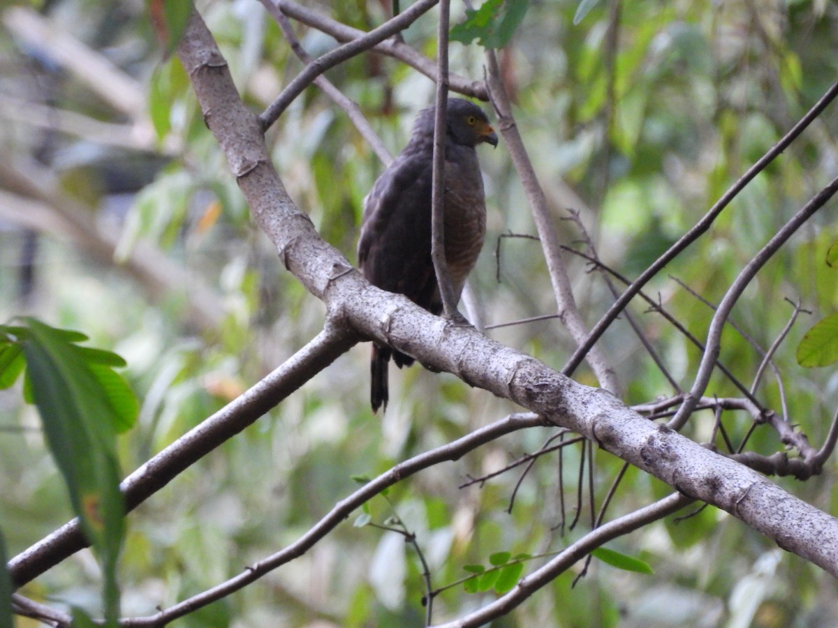 Roadside Hawk - ML647824999