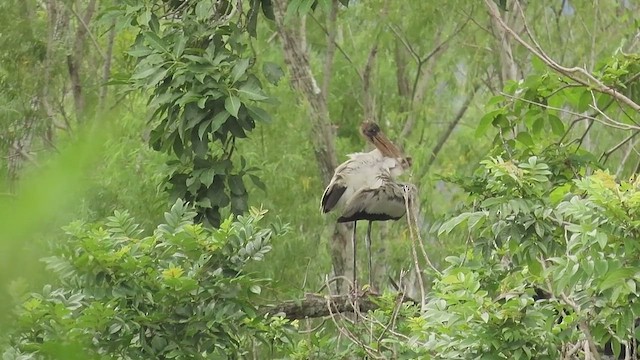 Tántalo Americano - ML647825000