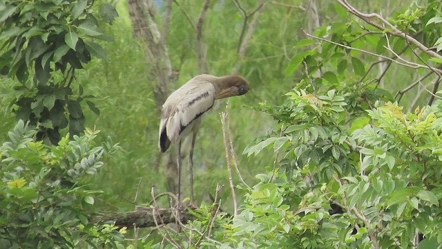 Tántalo Americano - ML647825001