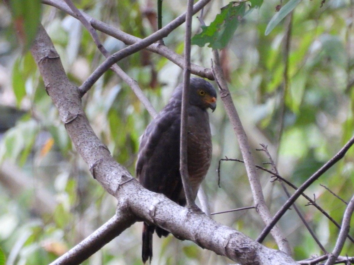 Roadside Hawk - ML647825004