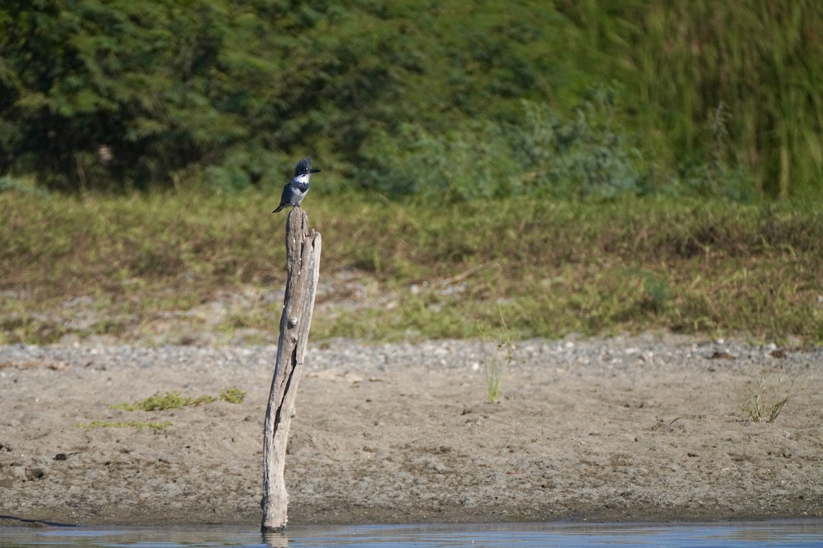 Martin handi iparramerikarra - ML647825005