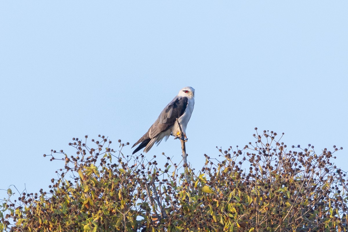 Black-winged Kite - ML647825022