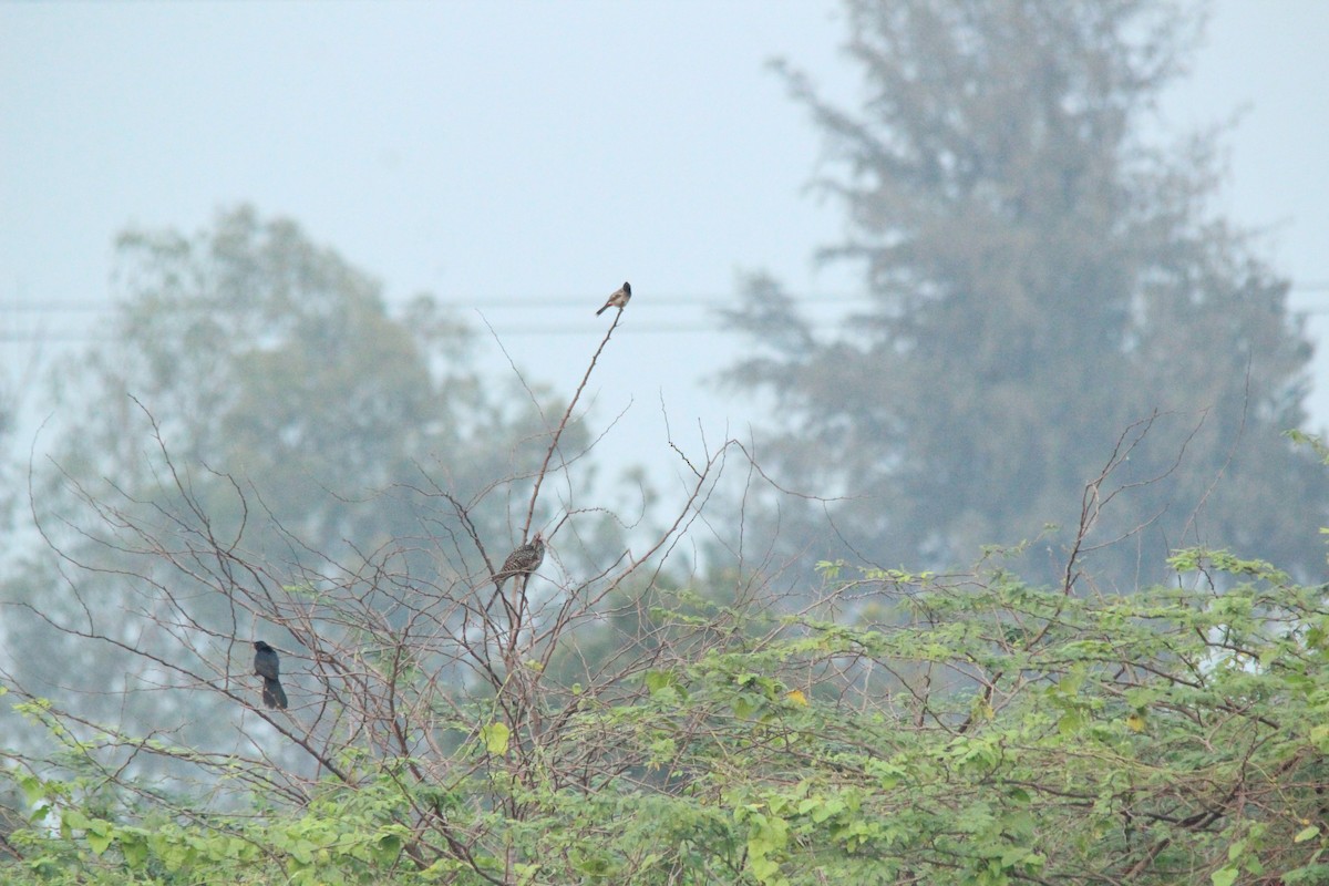 Asian Koel - ML647825023