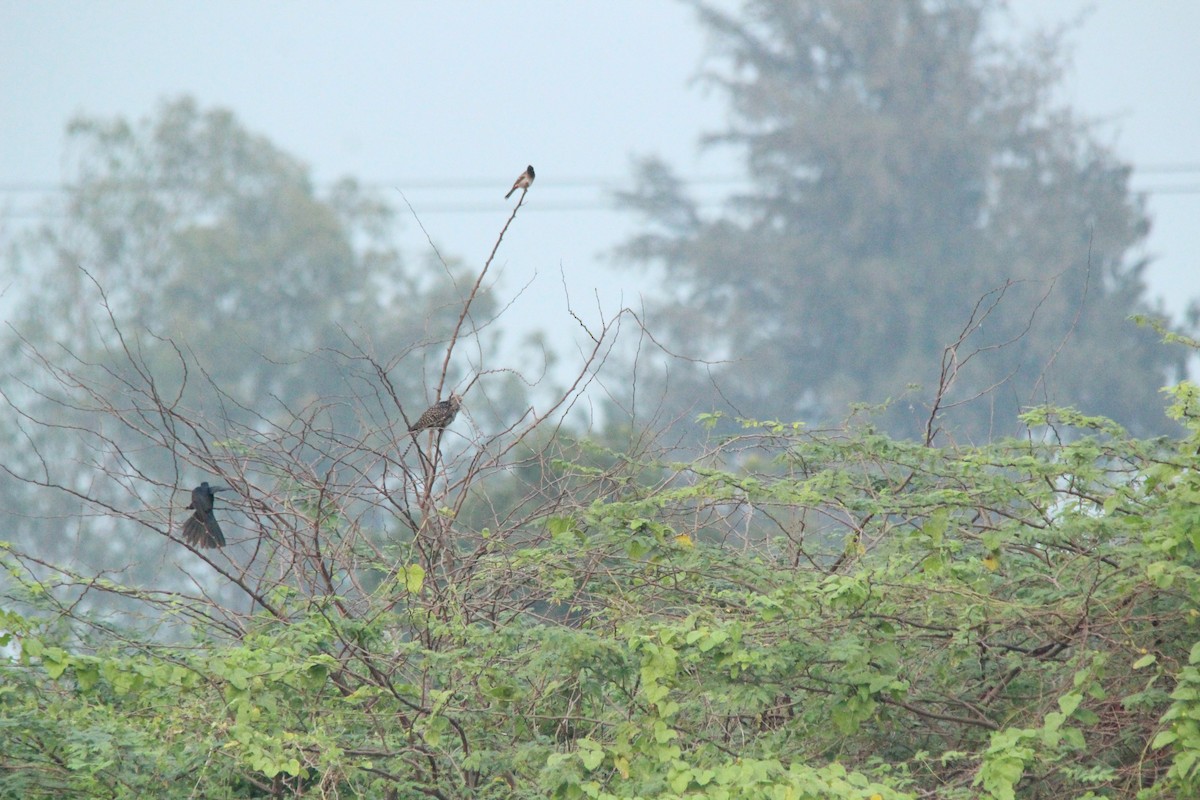 Asian Koel - ML647825024