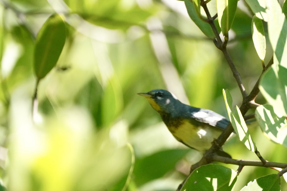 Tropical Parula - ML647825026