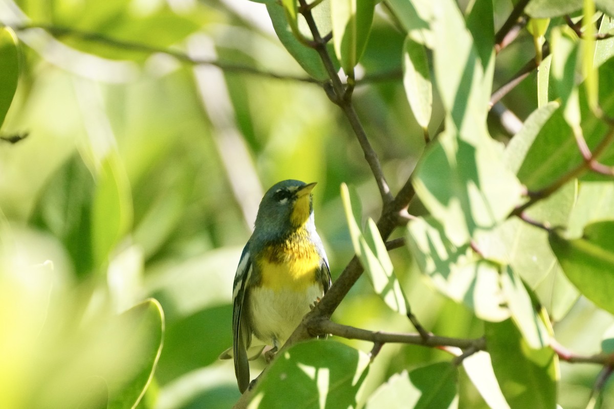 Tropical Parula - ML647825027