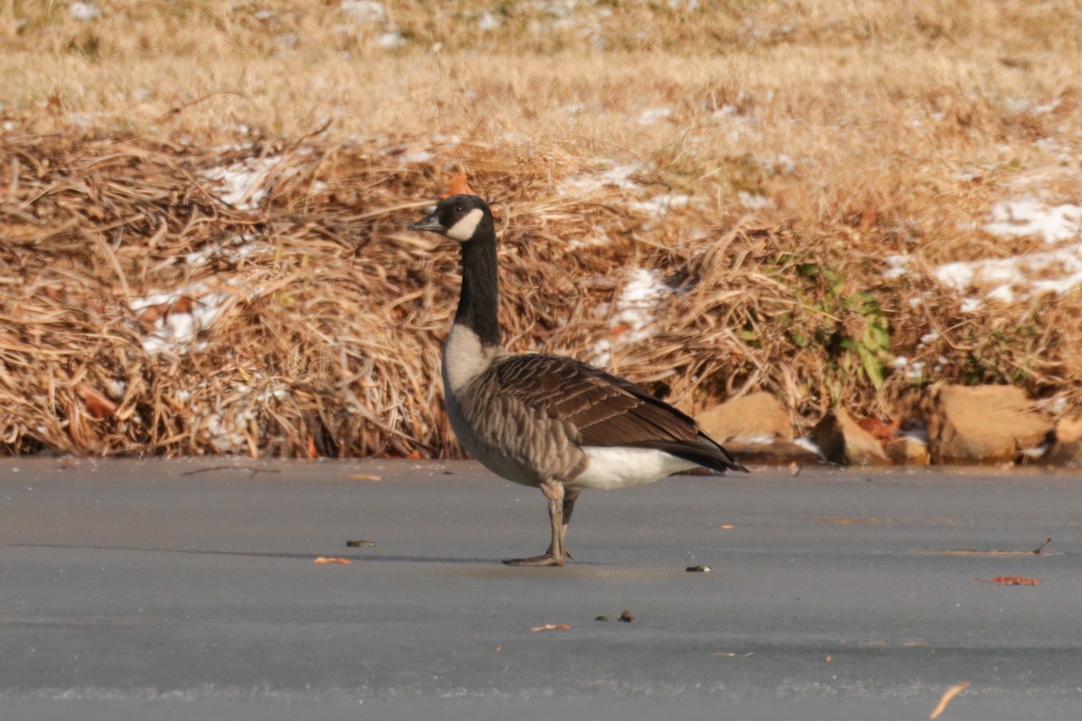 Cackling Goose - ML647825028