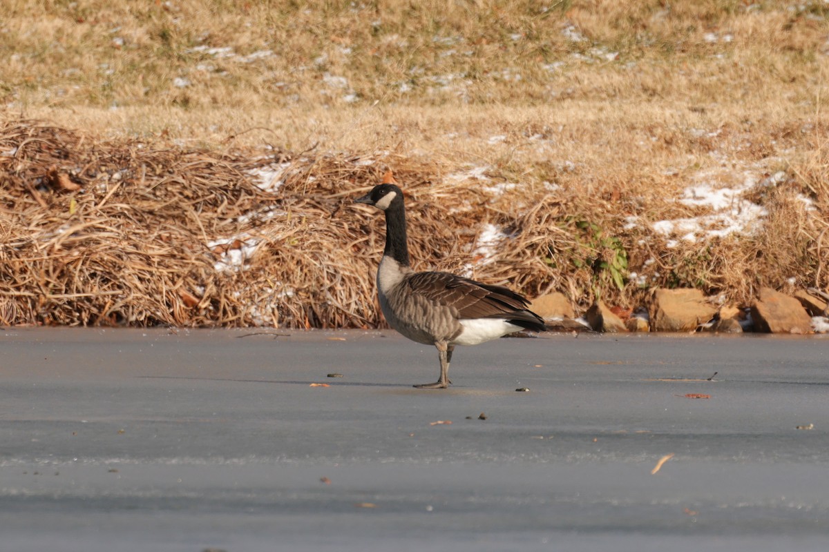 Cackling Goose - ML647825029