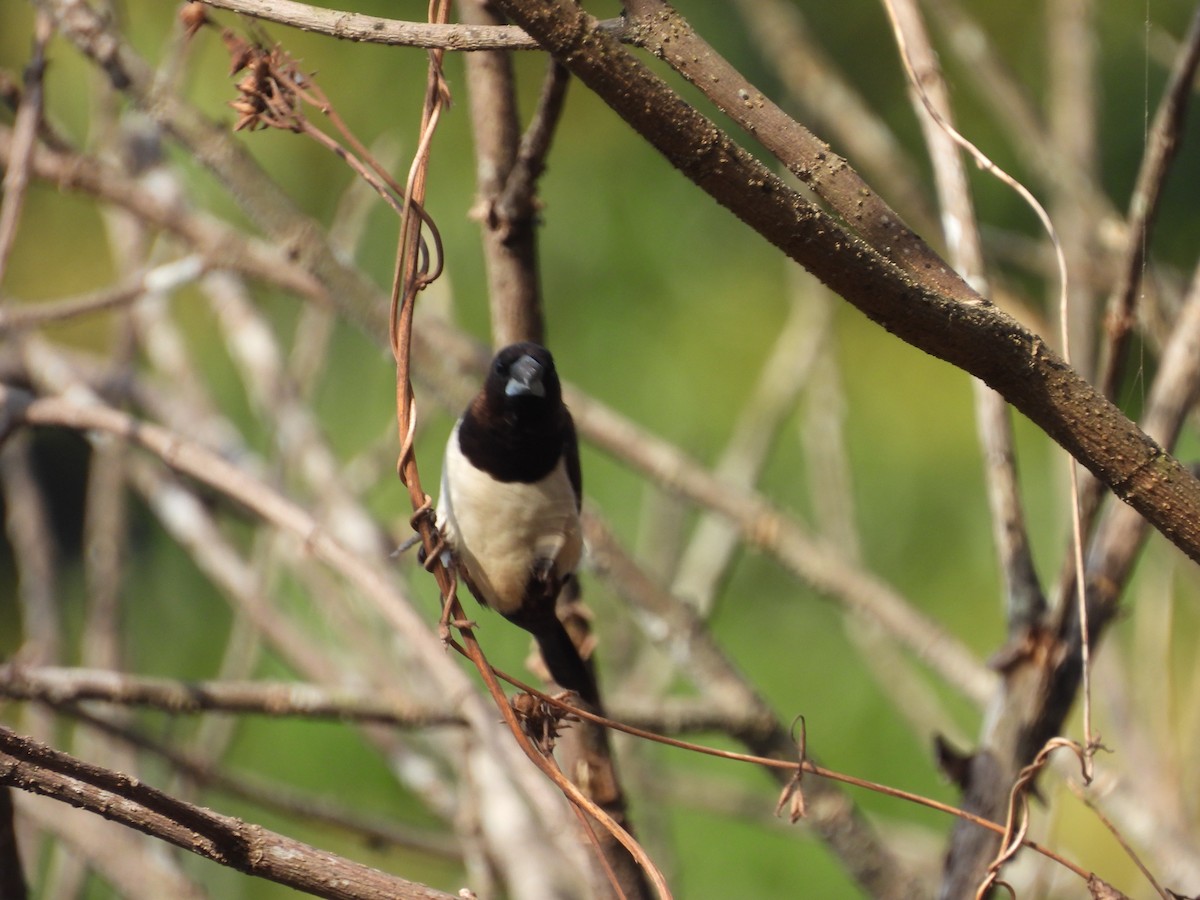 White-rumped Munia - ML647825030