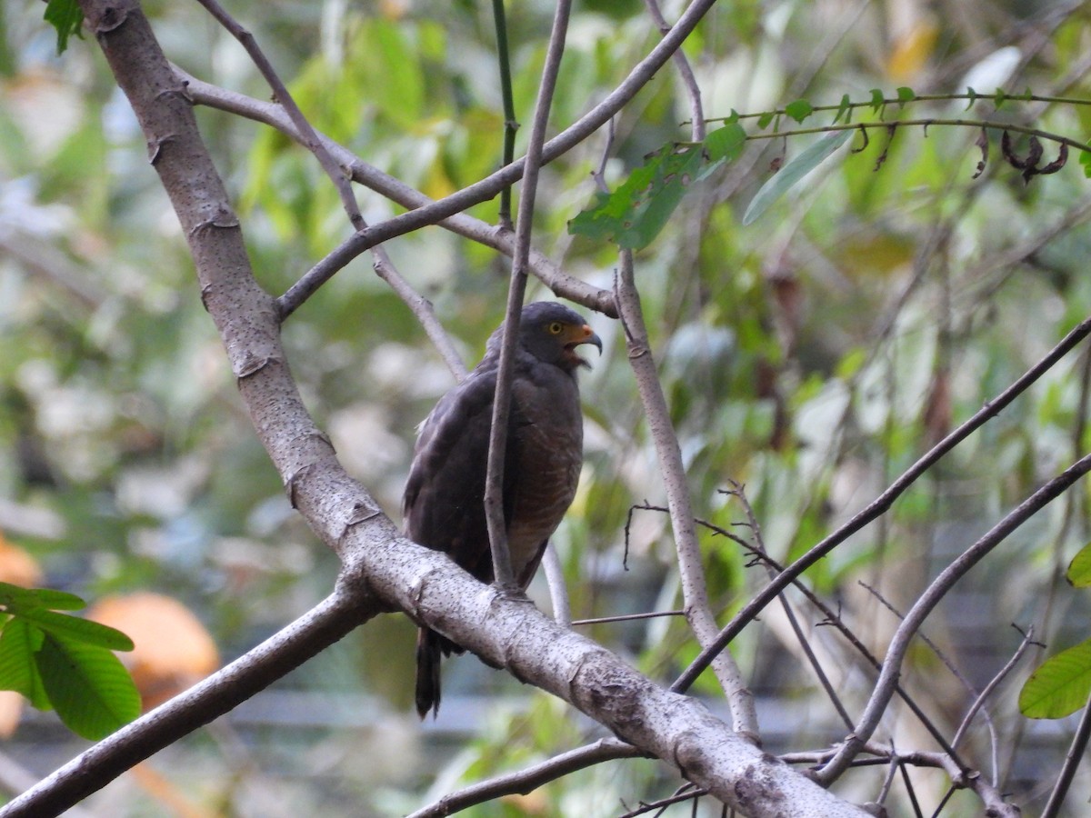 Roadside Hawk - ML647825038