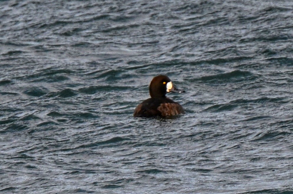 Greater Scaup - ML647825039