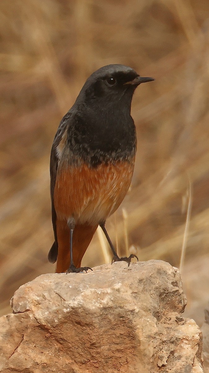 Black Redstart - ML647825040