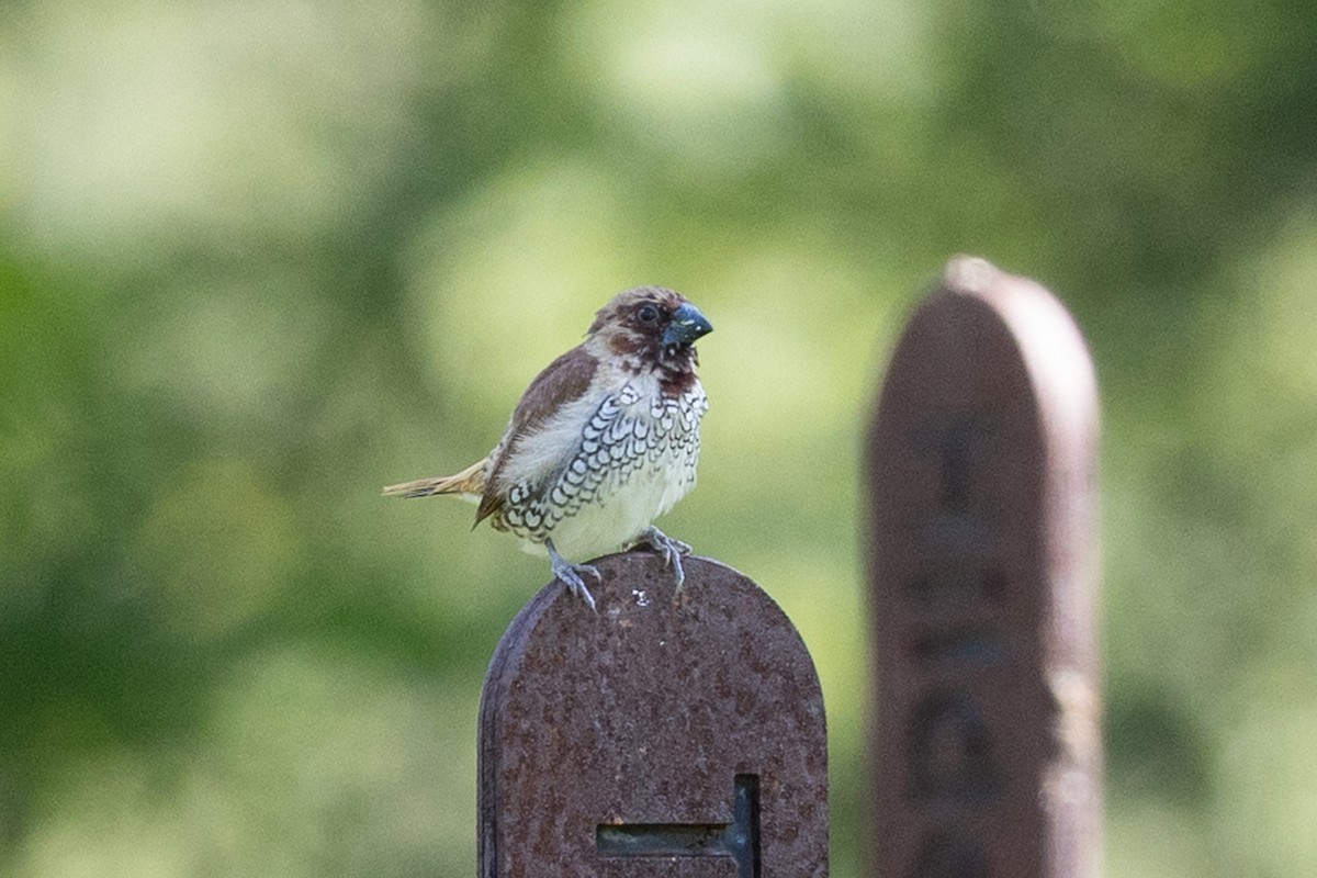 Scaly-breasted Munia - ML647825041
