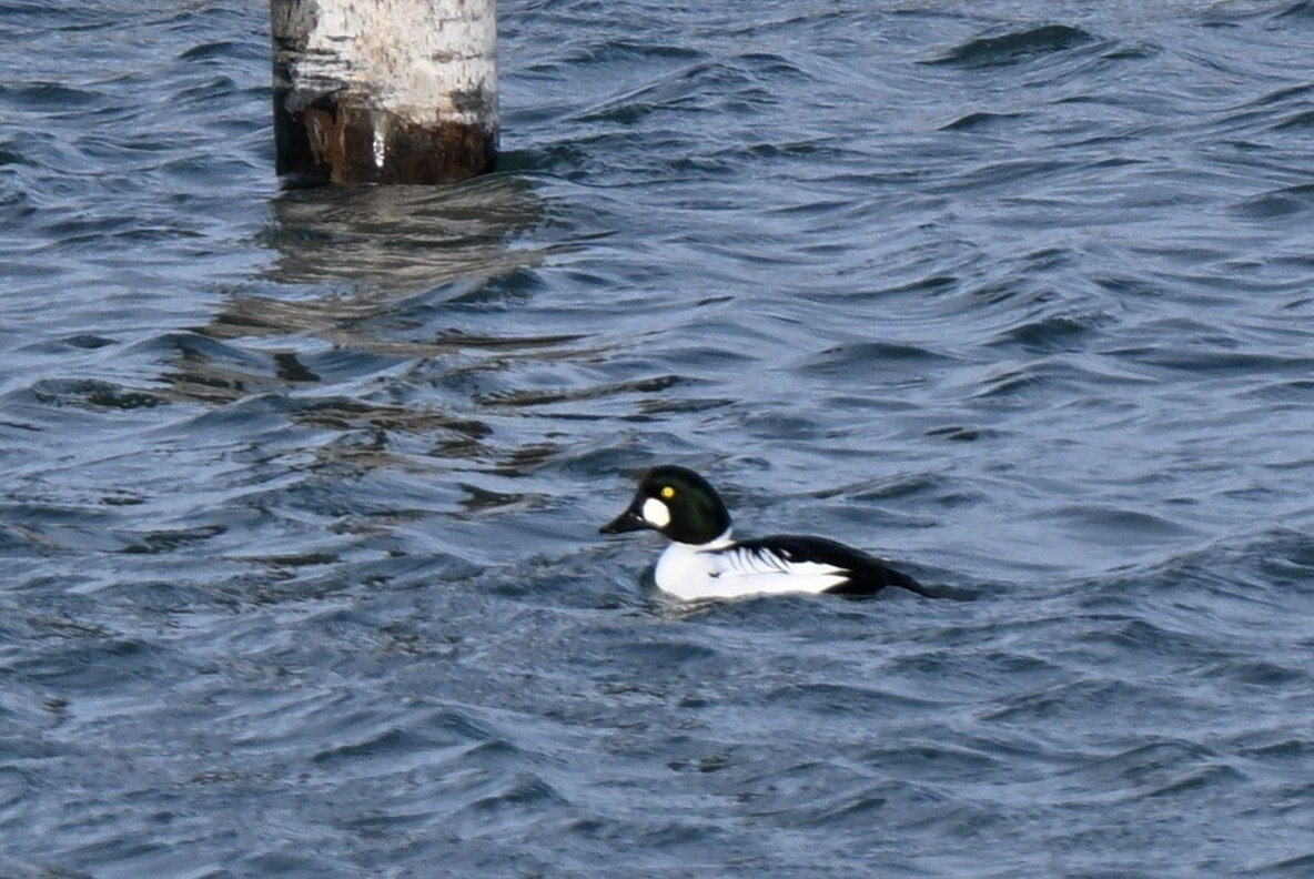 Common Goldeneye - ML647825042
