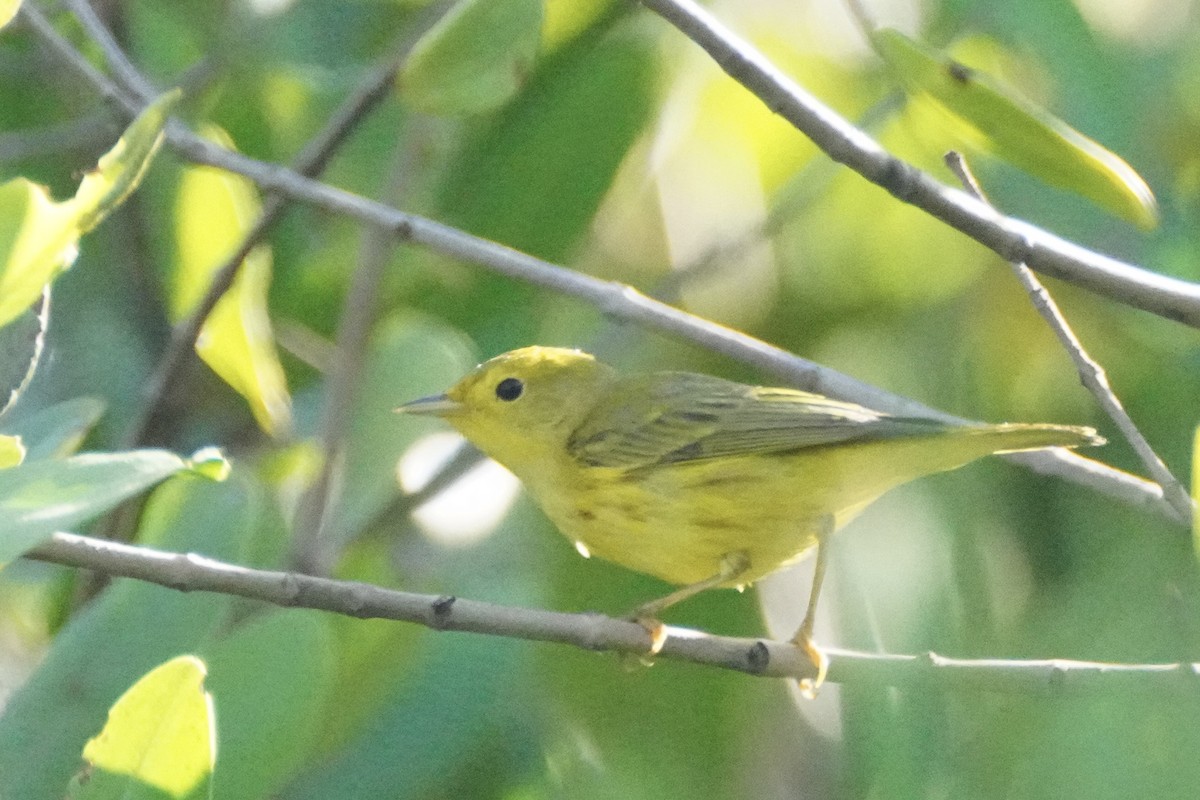 Northern Yellow Warbler - ML647825043