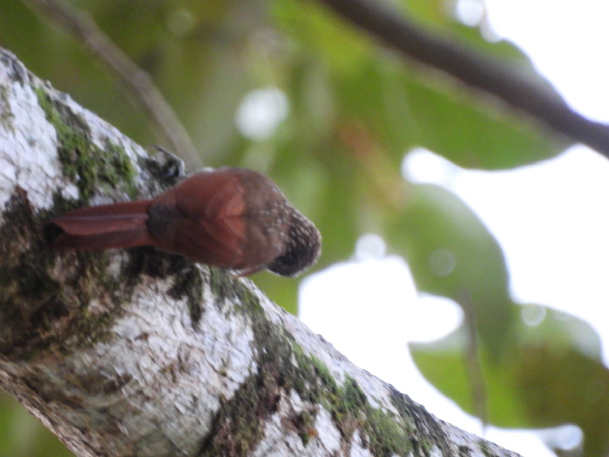Streak-headed Woodcreeper - ML647825045