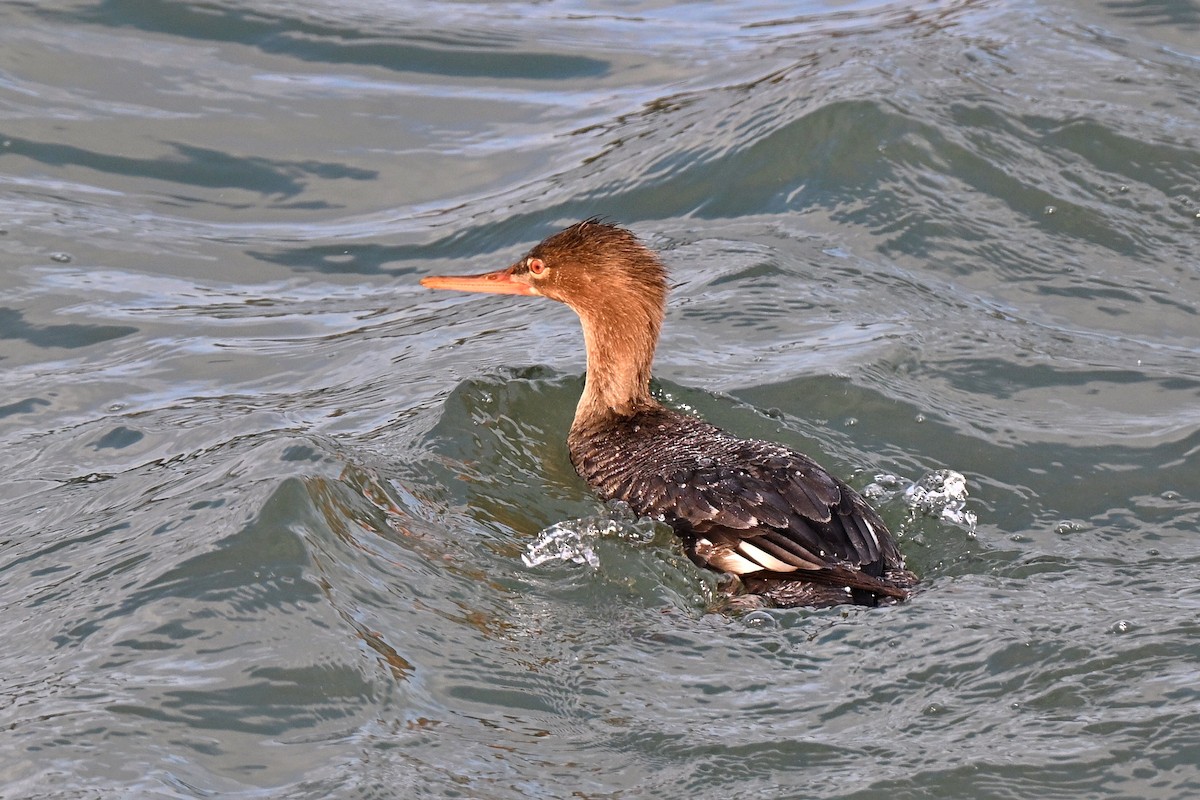 Red-breasted Merganser - ML647825046