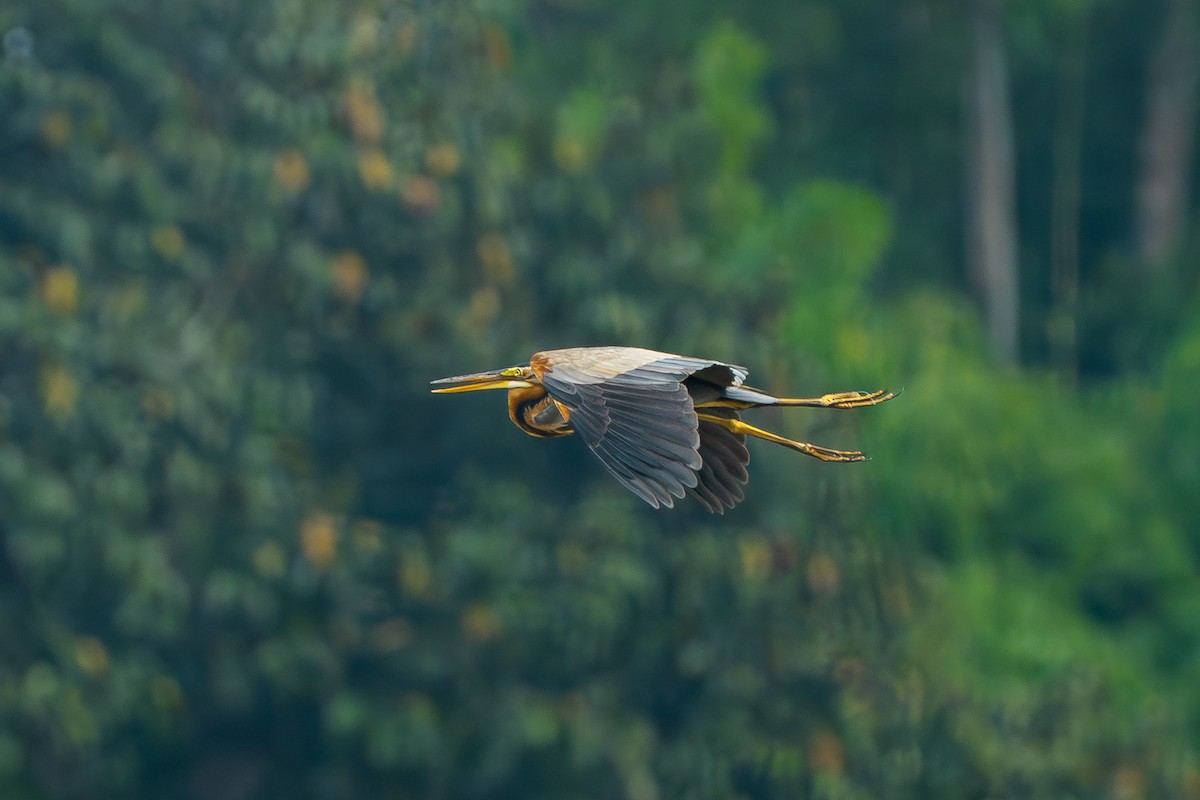 Purple Heron - ML647825047