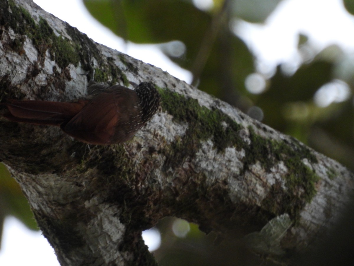 Streak-headed Woodcreeper - ML647825049