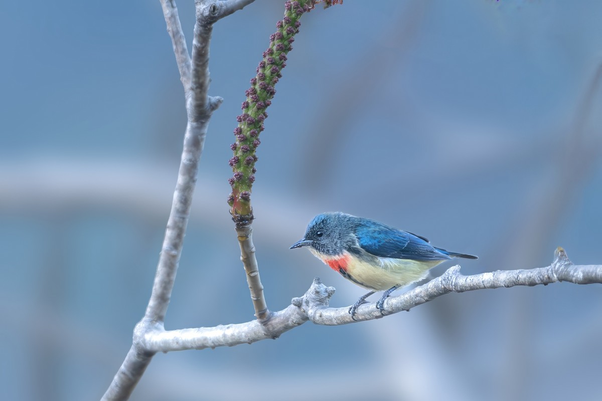 Fire-breasted Flowerpecker - ML647825050