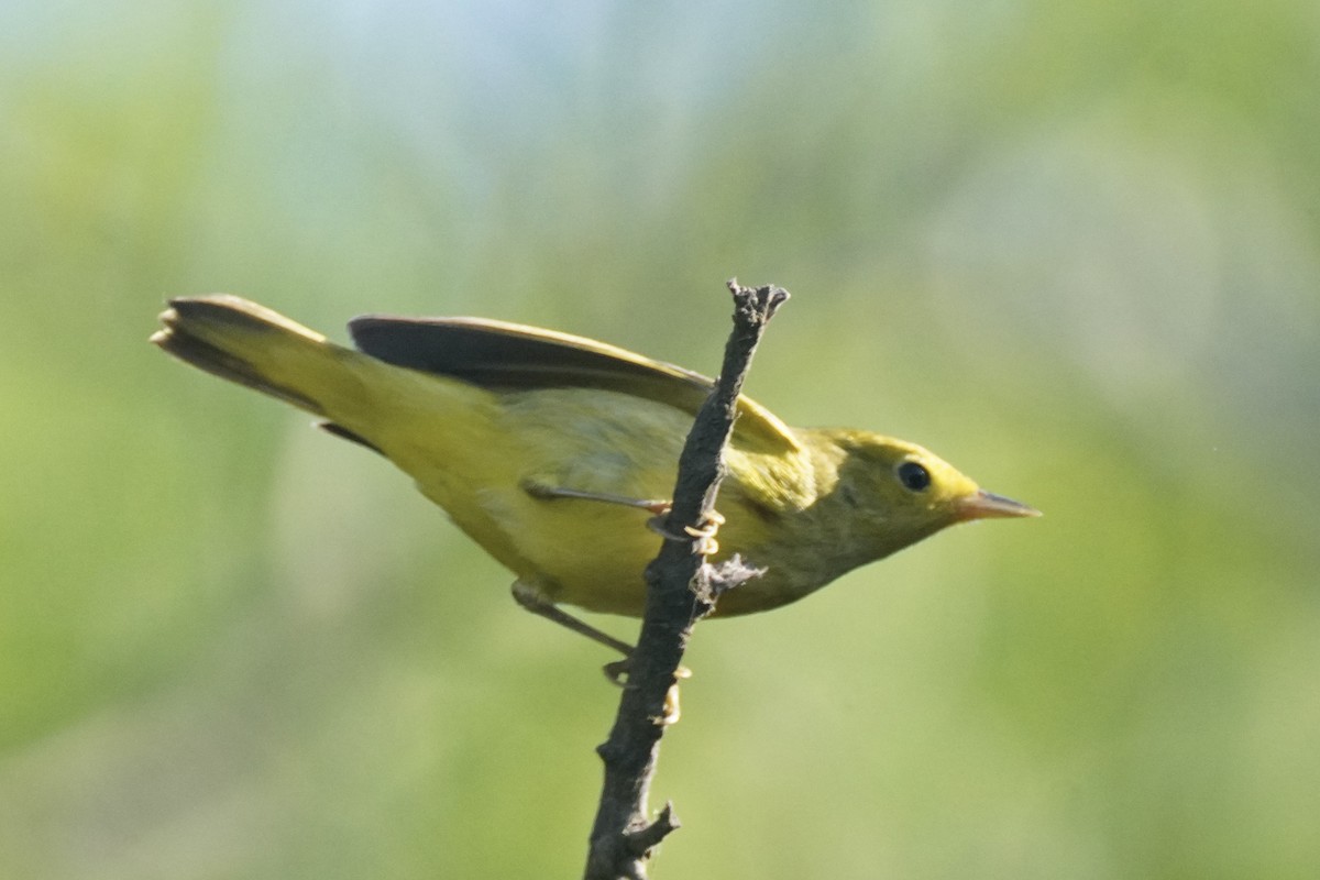 Mangrove Yellow Warbler - ML647825056
