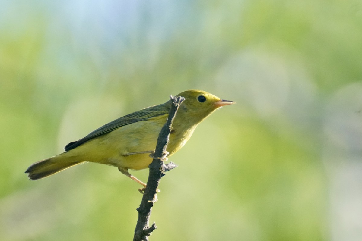 Mangrove Yellow Warbler - ML647825057