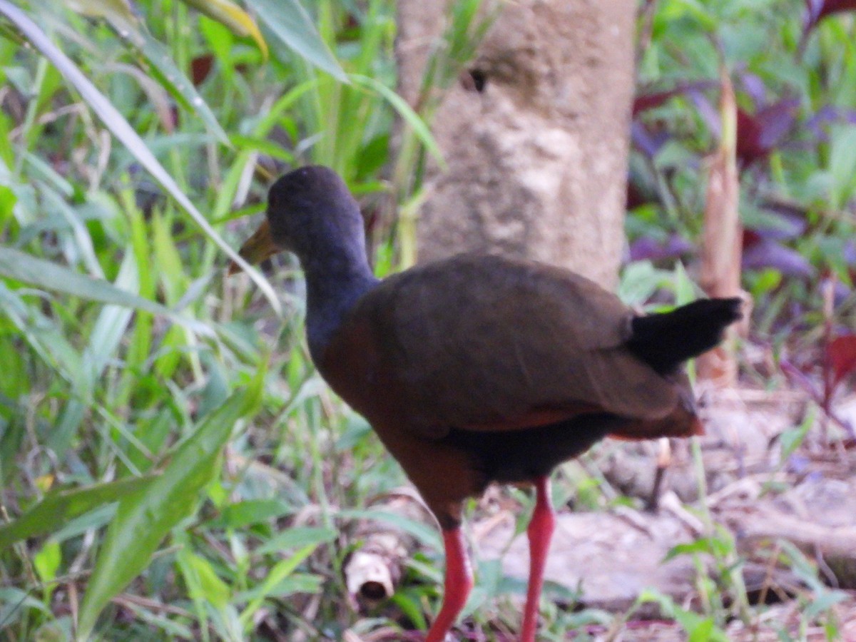 Gray-cowled Wood-Rail - ML647825058