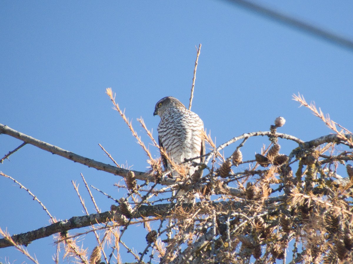 Eurasian Sparrowhawk - ML647825059