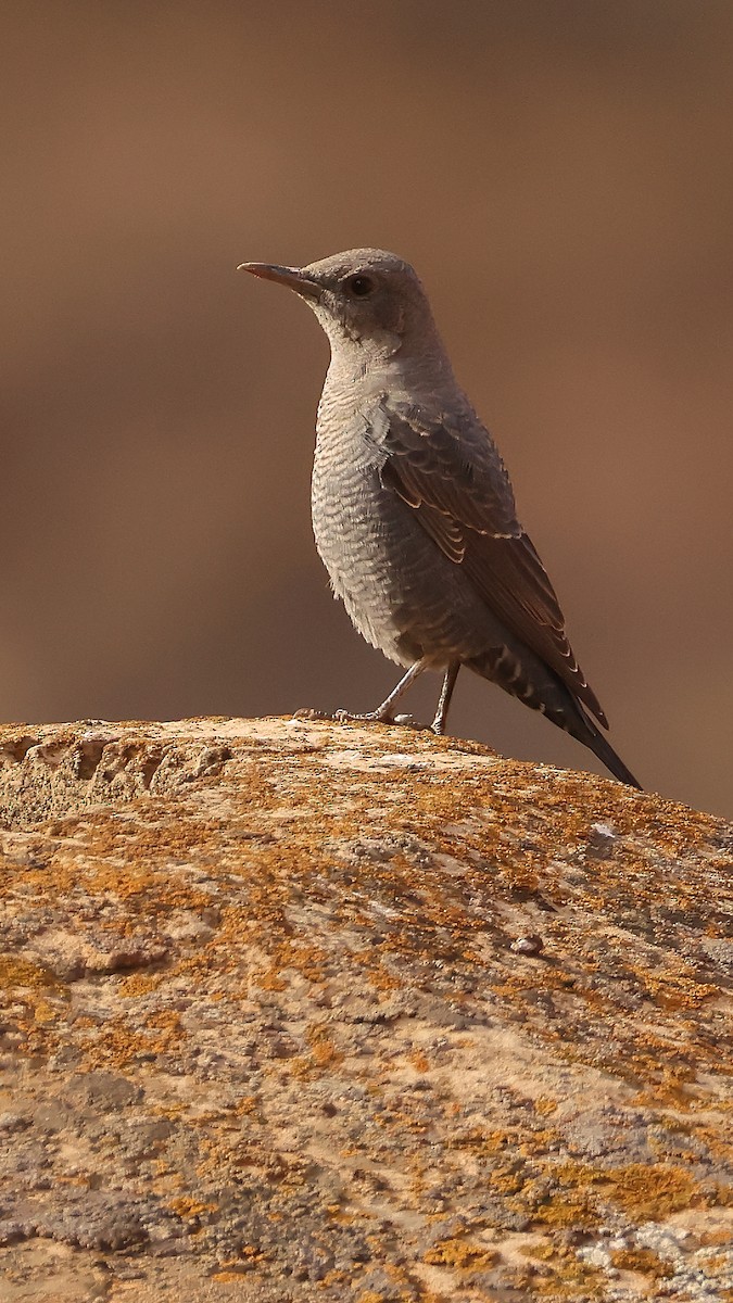 Blue Rock-Thrush - ML647825061