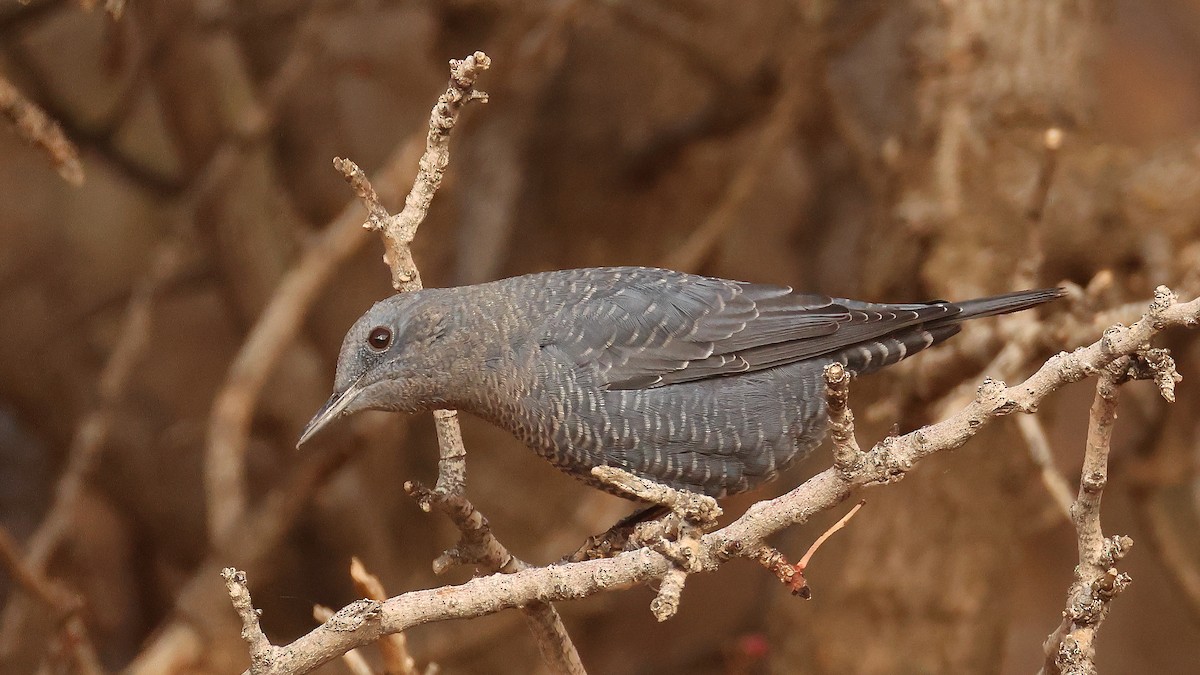 Blue Rock-Thrush - ML647825062