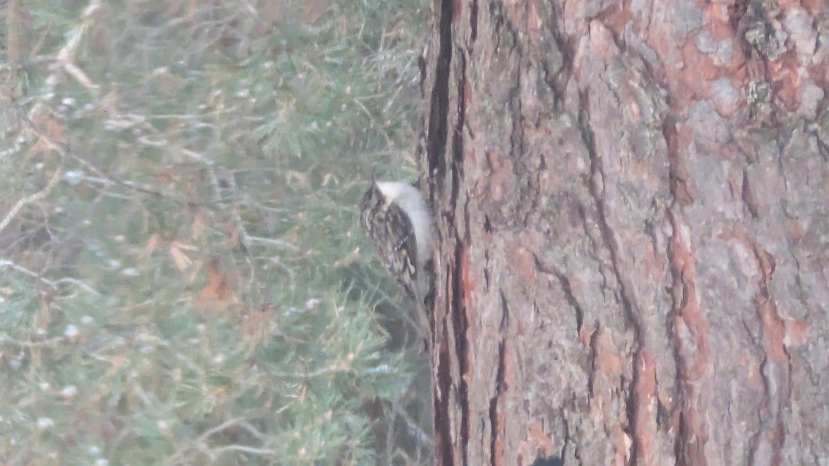 Brown Creeper - ML647825066