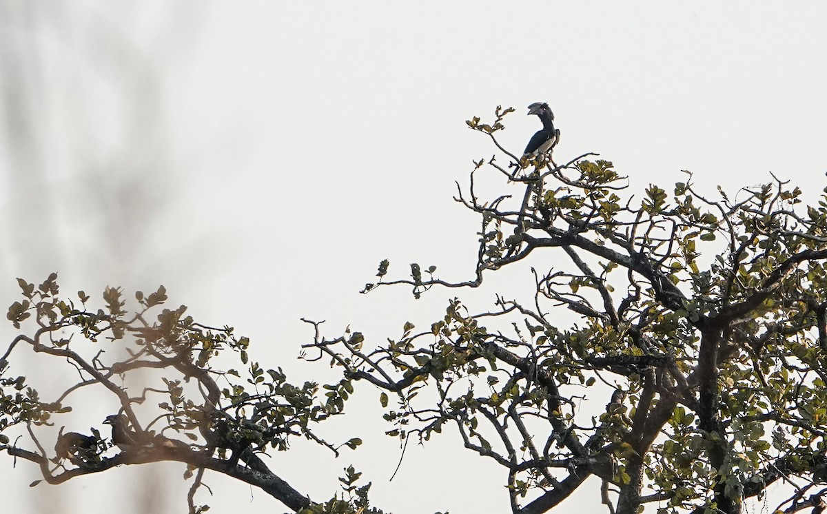 Trumpeter Hornbill - ML647825067