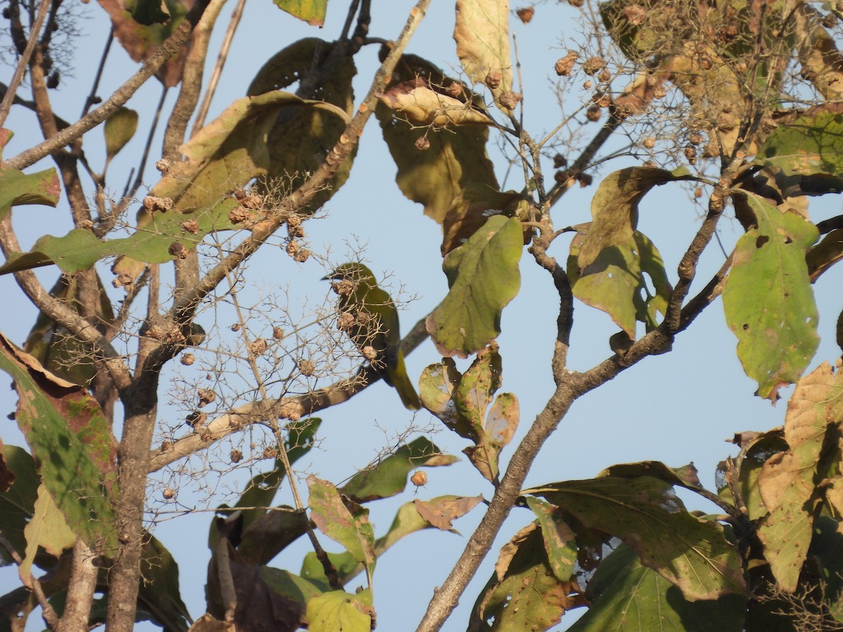 Loriot indien - ML647825084