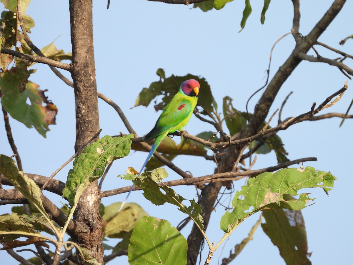 plommehodeparakitt - ML647825091