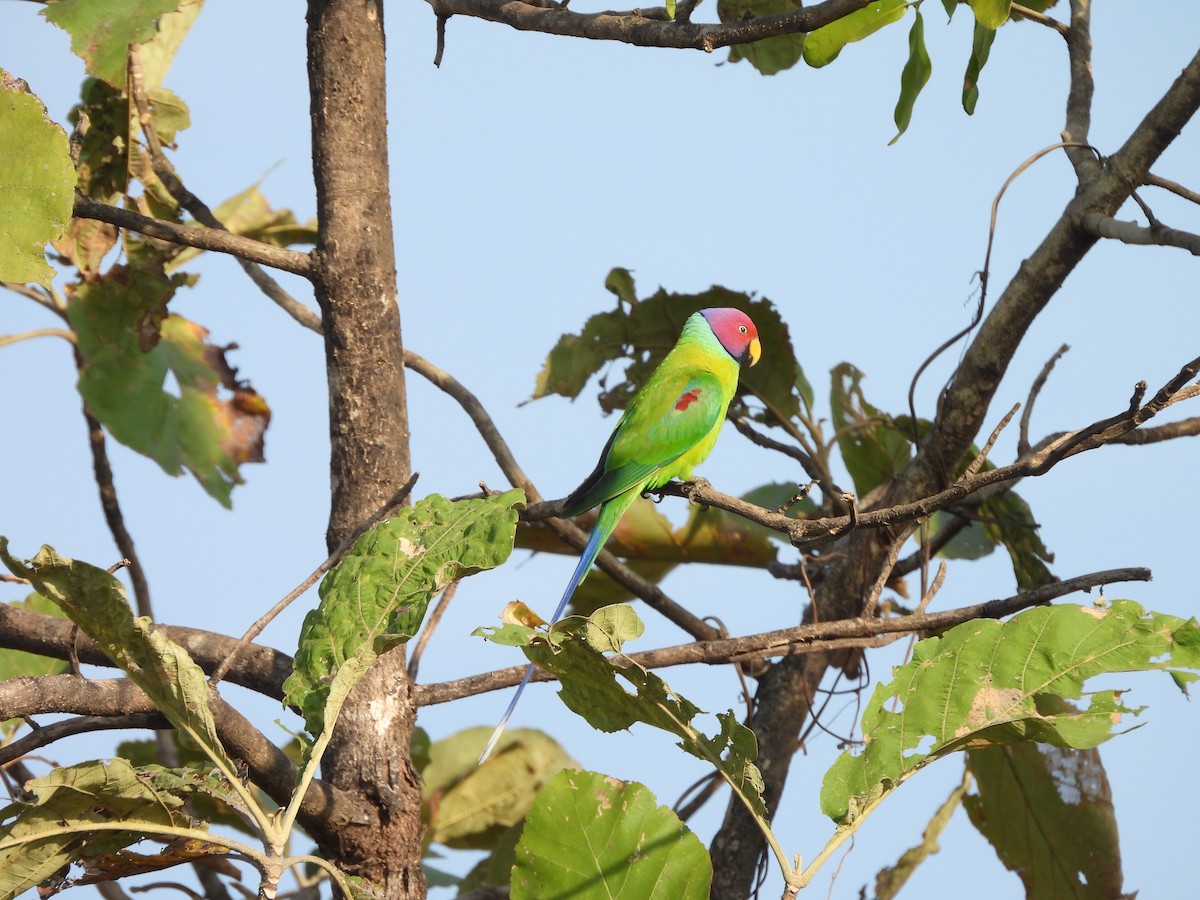 plommehodeparakitt - ML647825092