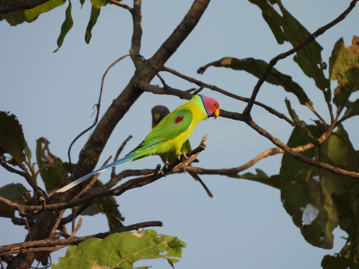 plommehodeparakitt - ML647825094