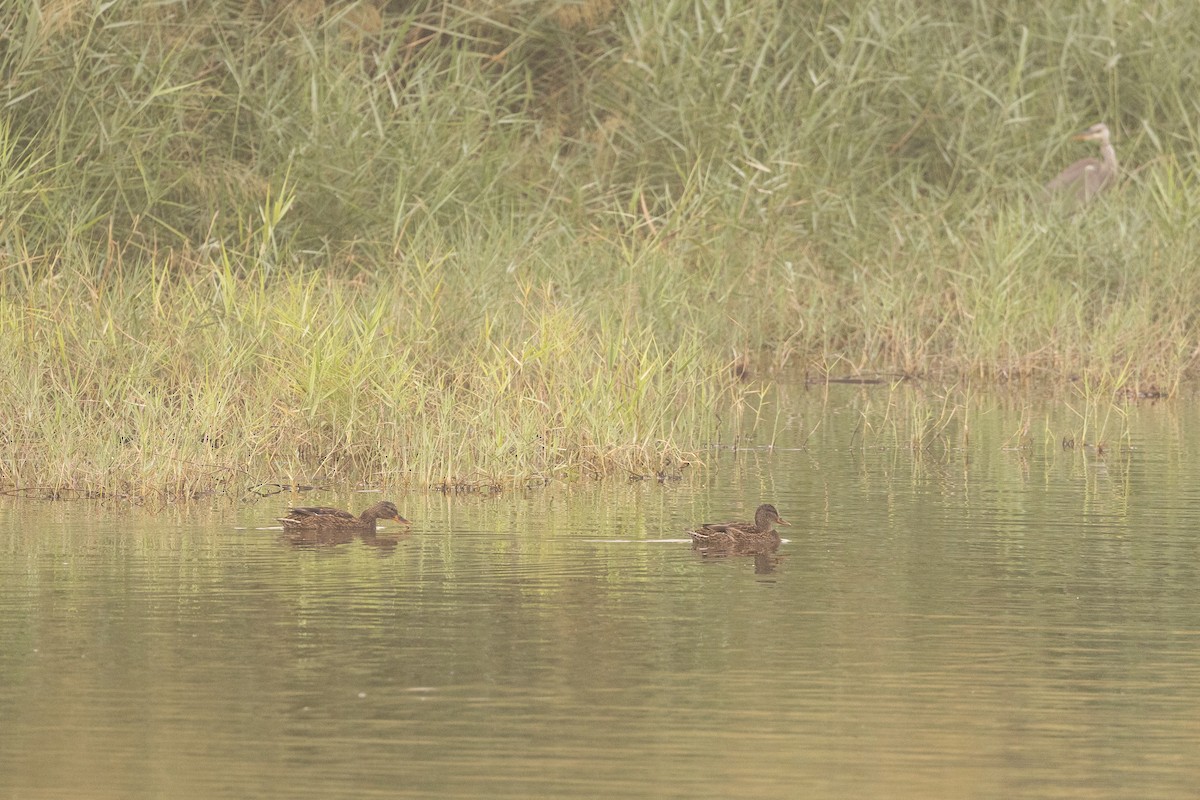 オカヨシガモ - ML647825099