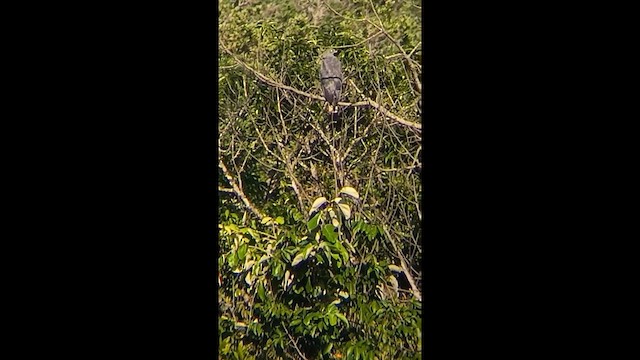 Azor Zancón - ML647825104