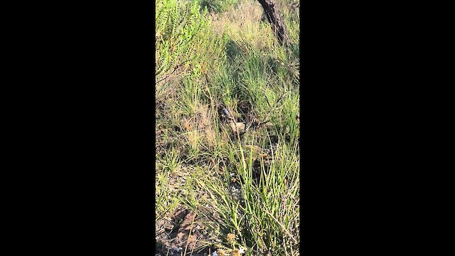 Yal Azul - ML647825114