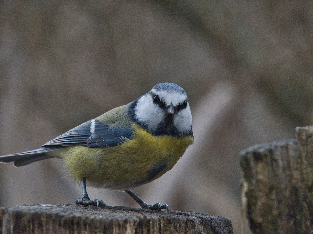 Eurasian Blue Tit - ML647825120