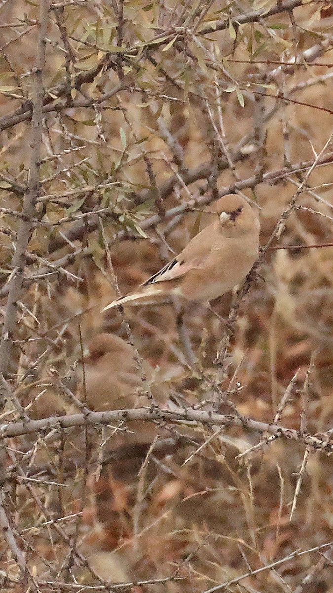 Буланый вьюрок - ML647825125